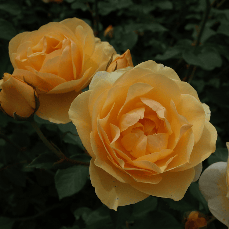 Rose Graham Thomas 3ft Standard_25cm