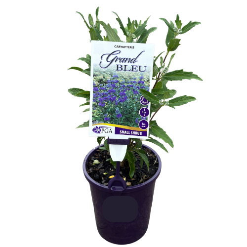 Caryopteris Grand Bleu 14cm