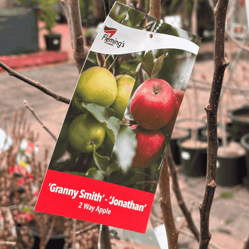 Apple 2-Way Granny Smith / Jonathon