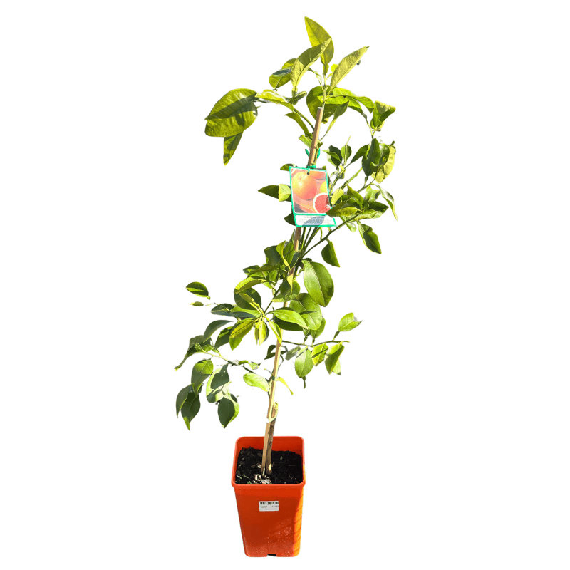 Grapefruit Ruby 17cm