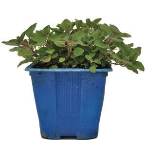 Oregano Hot n Spicy 10cm