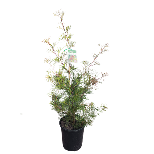 Grevillea 'Bon Accord' 20cm