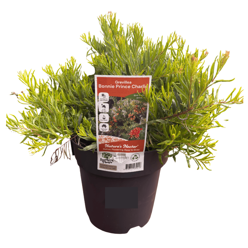 Grevillea Bonnie Prince Charlie 20cm