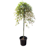 Grevillea Fanfare 30cm Standard