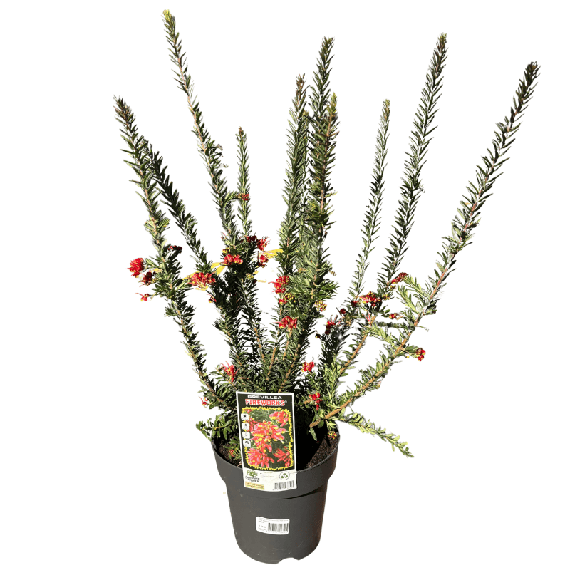 Grevillea ‘Fireworks’ 20cm