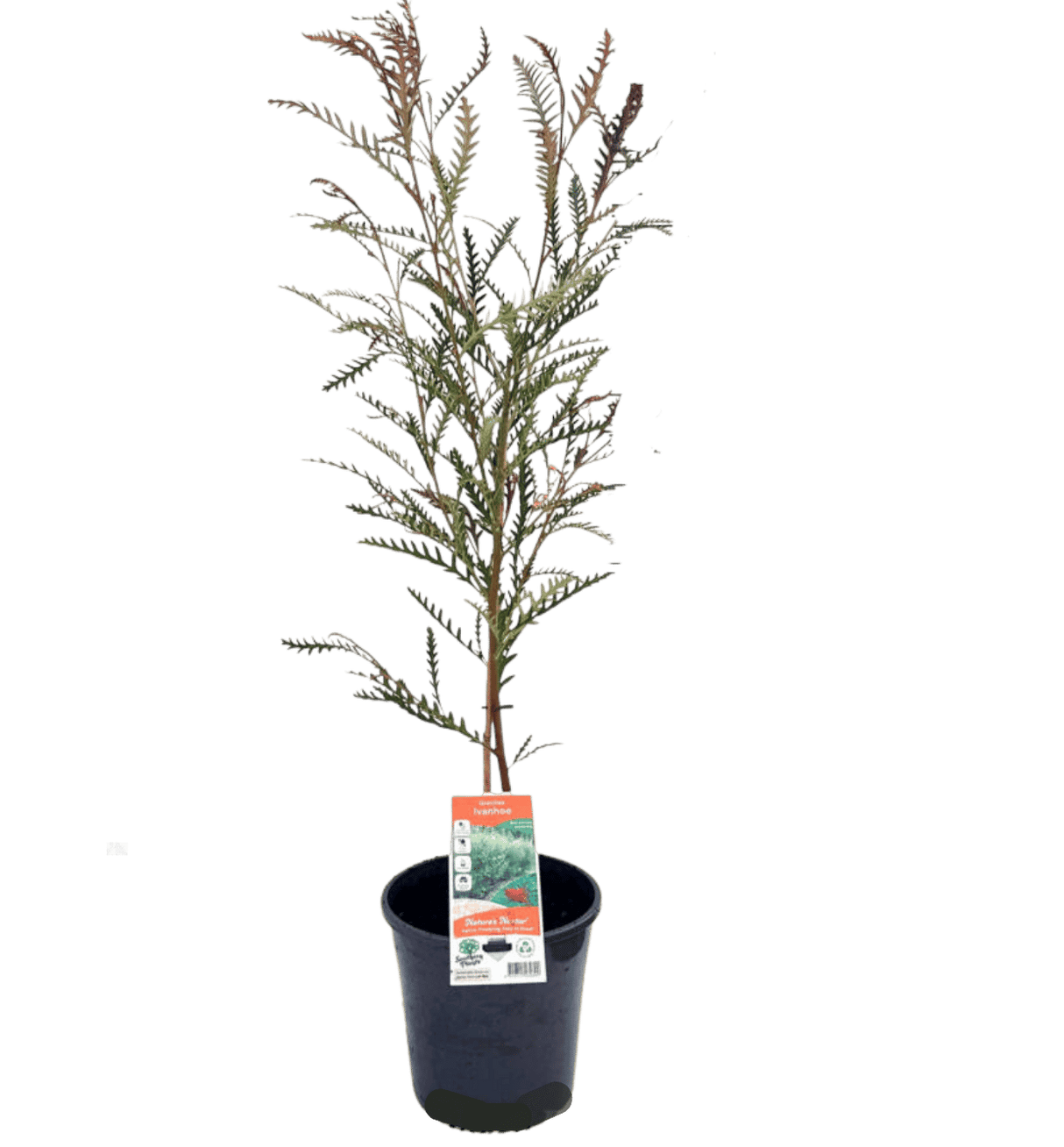 Grevillea Ivanhoe 20cm