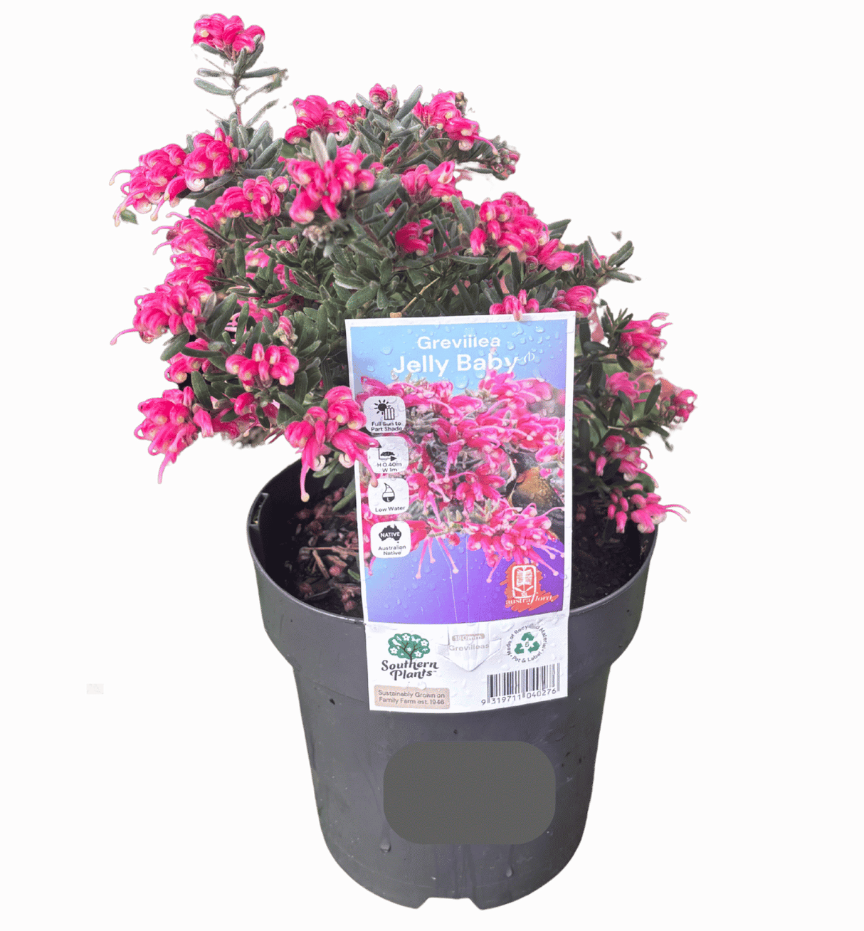 Grevillea Jelly Baby 18cm