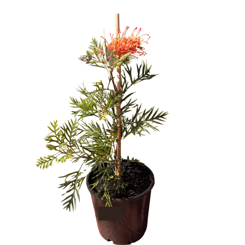Grevillea Loopy Lou 20cm