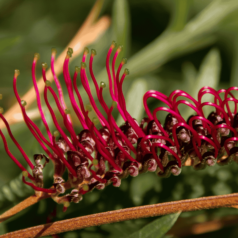 Grevillea 'Moe Gem' 20cm
