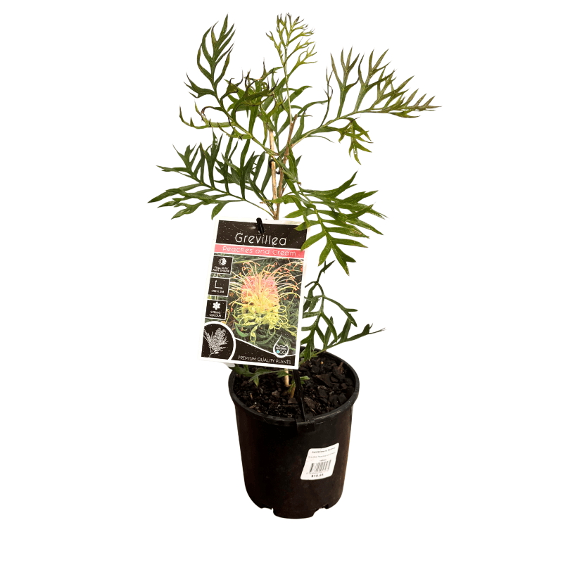 Grevillea 'Peaches and Cream' 14cm