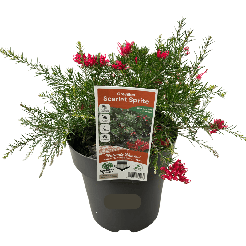 Grevillea Scarlet Sprite 20cm