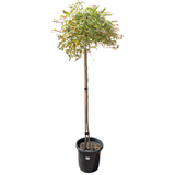 Grevillea Sunkissed Waters 30cm Standard