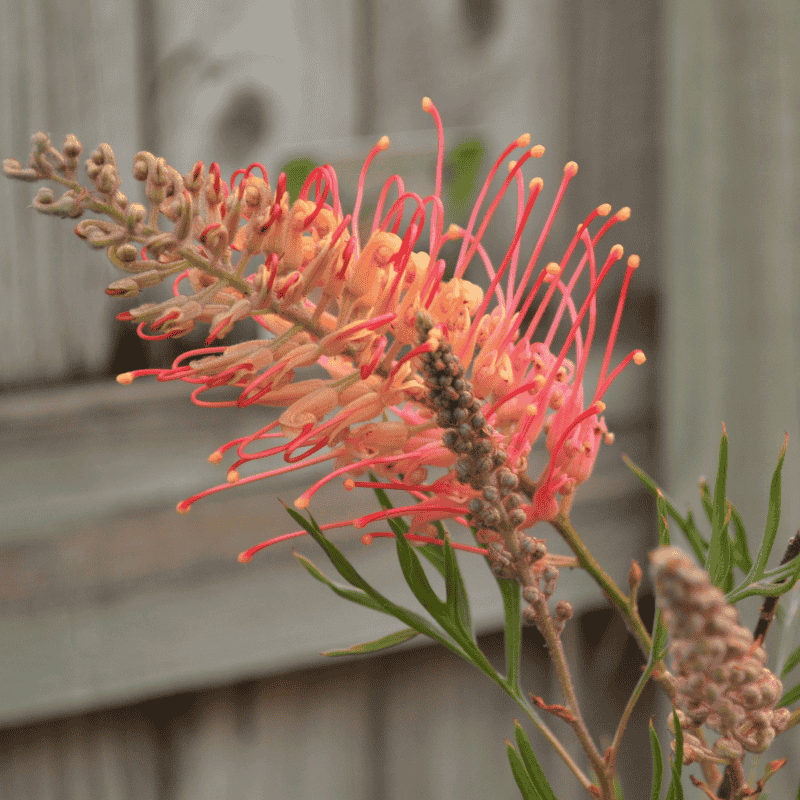 Grevillea 'Superb' 20cm