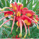 Grevillea 'Winter Delight' 20cm