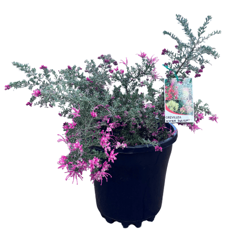 Grevillea Winter Delight 25cm