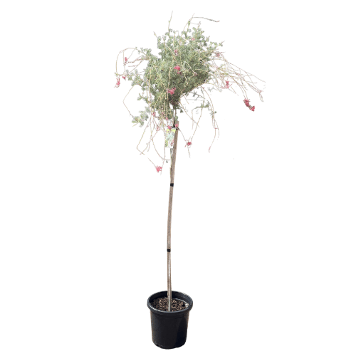 Grevillea Woolly Toothbrush 30cm Standard