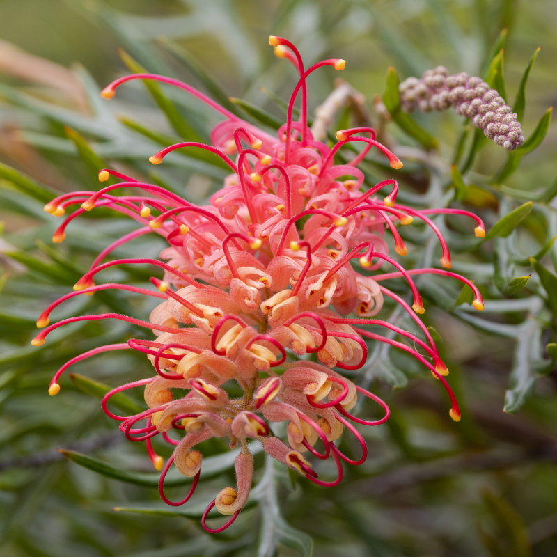 Grevillea 'Ned Kelly' 20cm