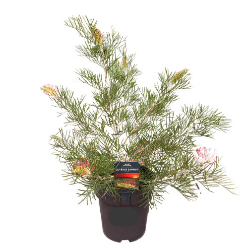 Grevillea Outback Sunrise 20cm