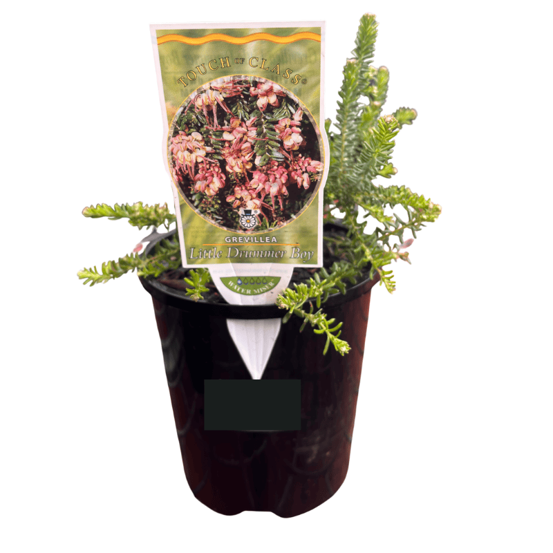 Grevillea Little Drummer Boy 14cm