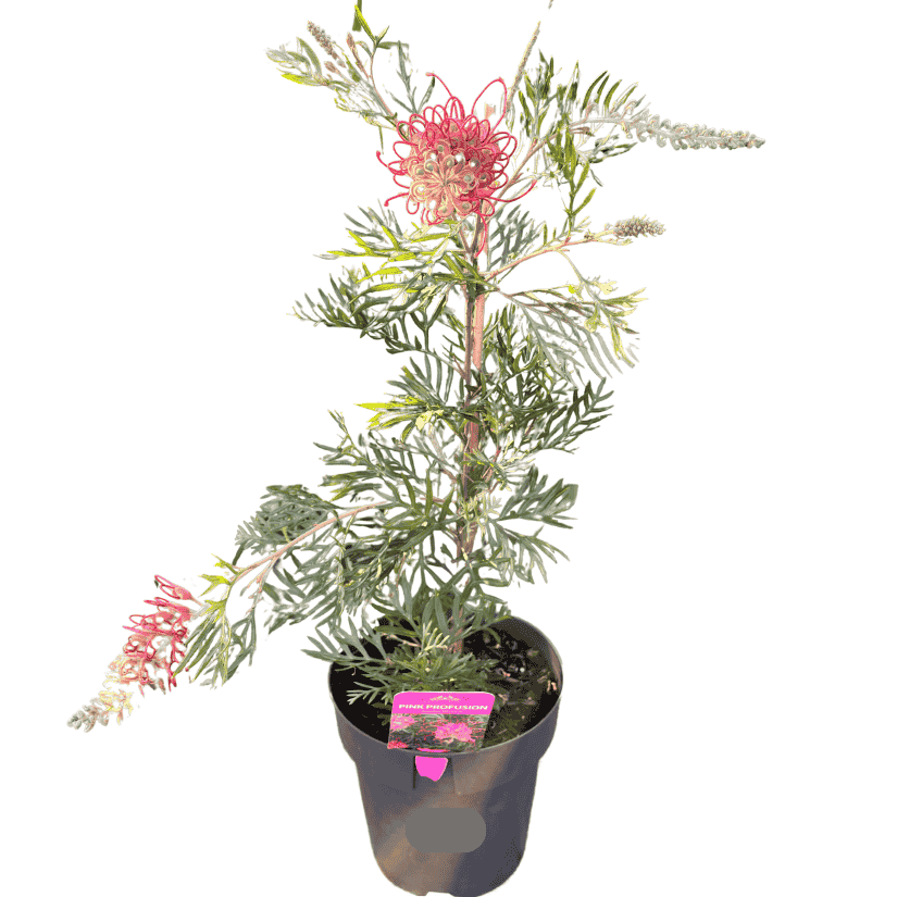 Grevillea Pink Profusion 20cm