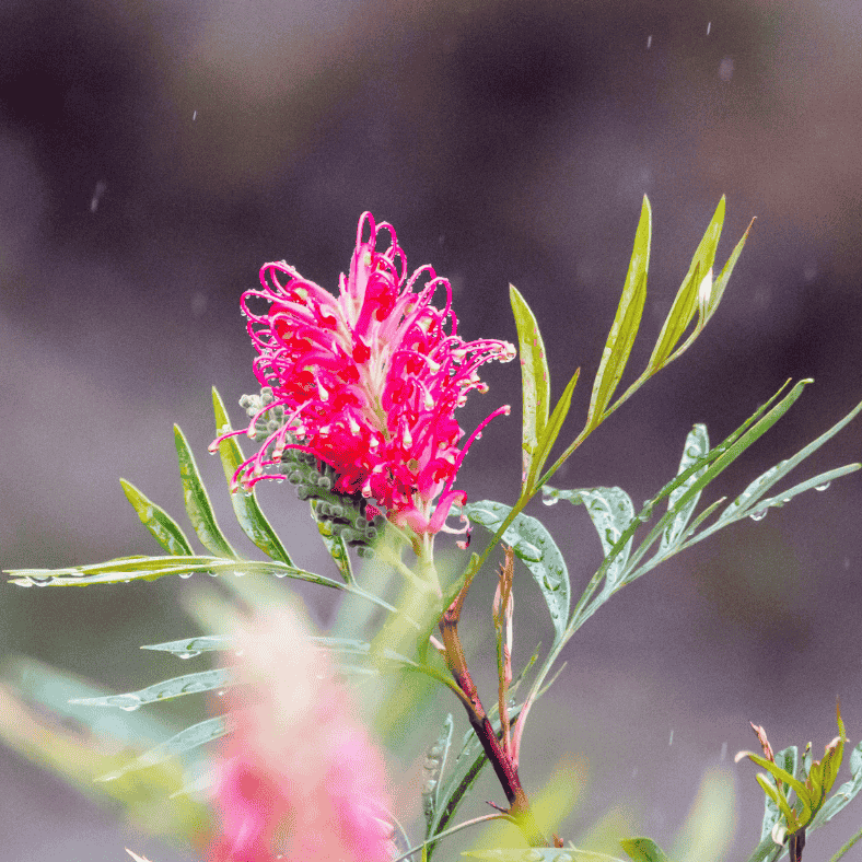 Grevillea 'Raspberry Dream' 14cm