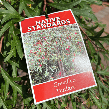 Grevillea Fanfare 30cm Standard