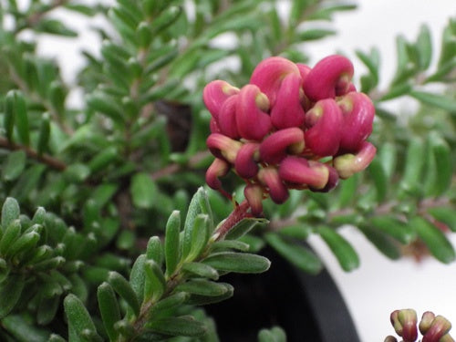 Grevillea Mt Tamboritha 20cm