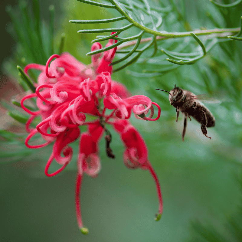 Grevillea Scarlet Sprite 20cm