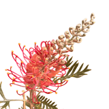 Grevillea 'Big Foot' 14cm