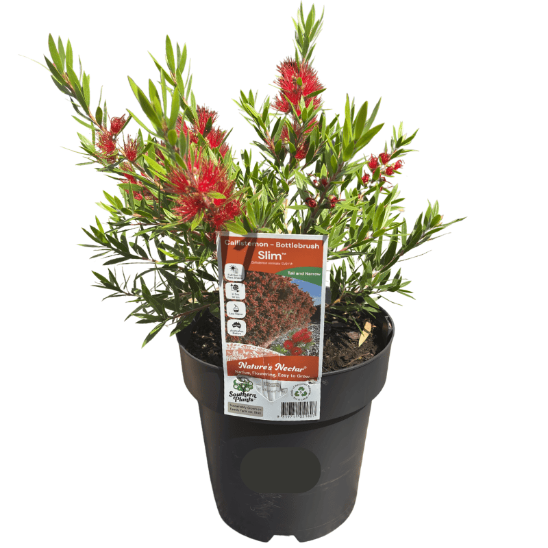 Callistemon 'Slim' 20cm