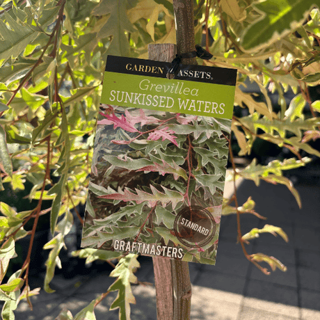 Grevillea Sunkissed Waters 30cm Standard