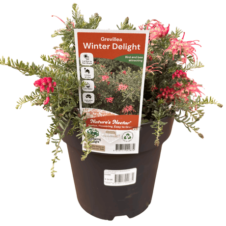 Grevillea 'Winter Delight' 20cm