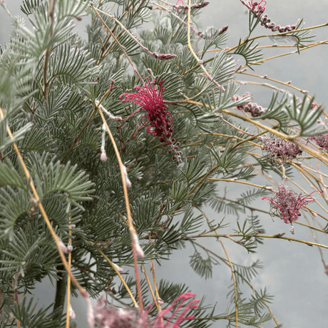 Grevillea Woolly Toothbrush 30cm Standard