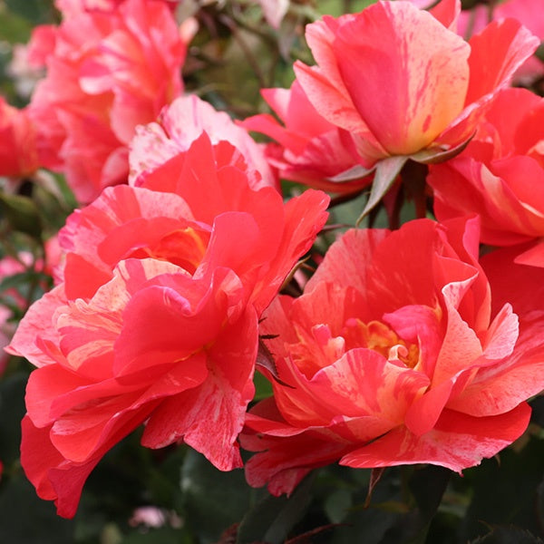 Rose Grimaldi Bush 20cm