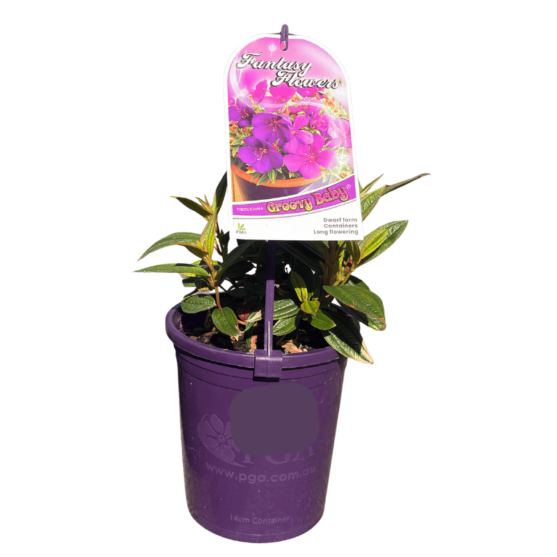 Tibouchina 'Groovy Baby' 14cm