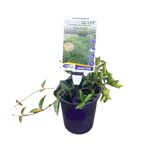 Trachelospermum Groundscape 'Grand' 14cm