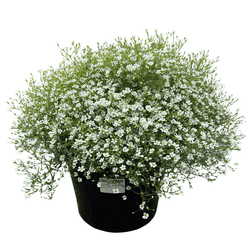 Gypsophila Gypsy Assorted 20cm