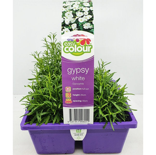 Gypsophila White