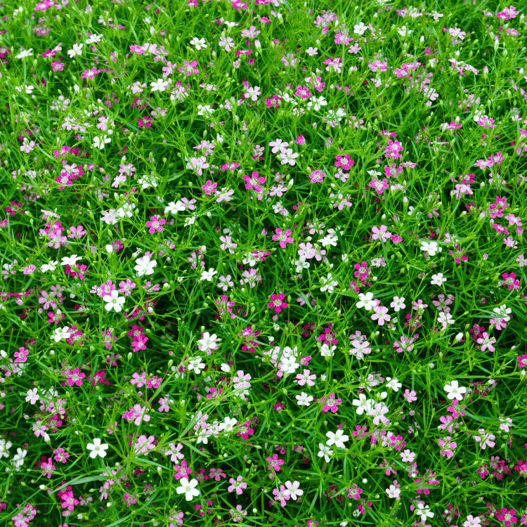 Gypsophilia Assorted 20cm