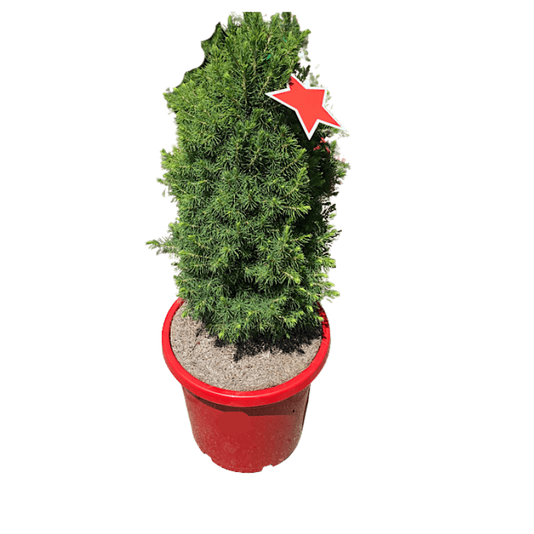 Picea glauca Christmas Star 20cm