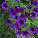 Calibrachoa 'Blue' 14cm