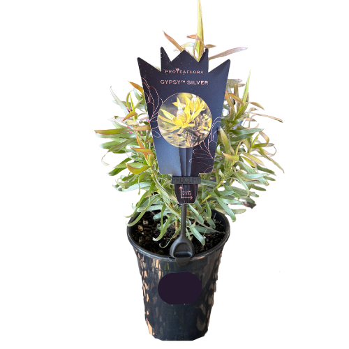 Leucadendron Gypsy Silver 14cm
