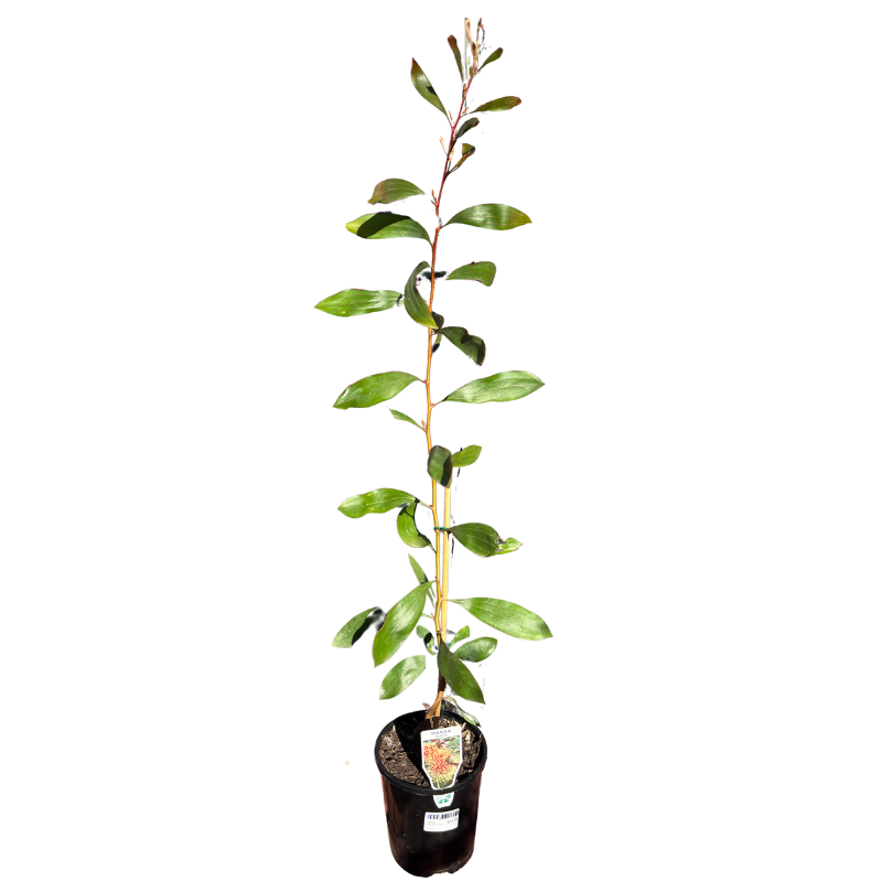 Hakea laurina - Pincuishion Hakea 14cm