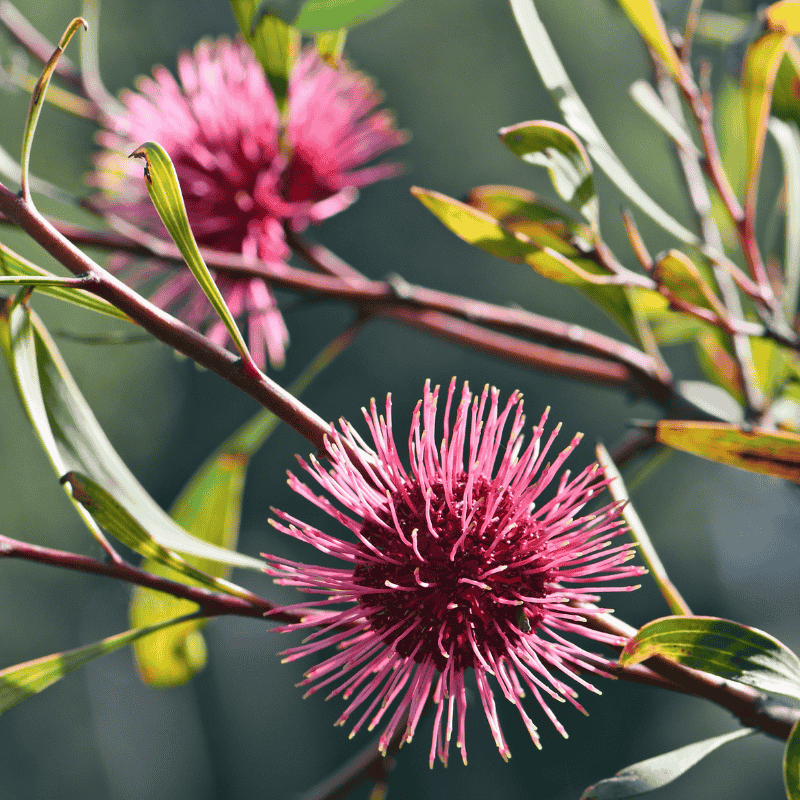 Hakea laurina - Pincuishion Hakea 14cm