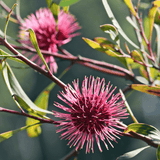 Hakea laurina - Pincuishion Hakea 14cm