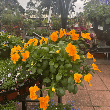 Assorted Colour Hanging Basket 27cm