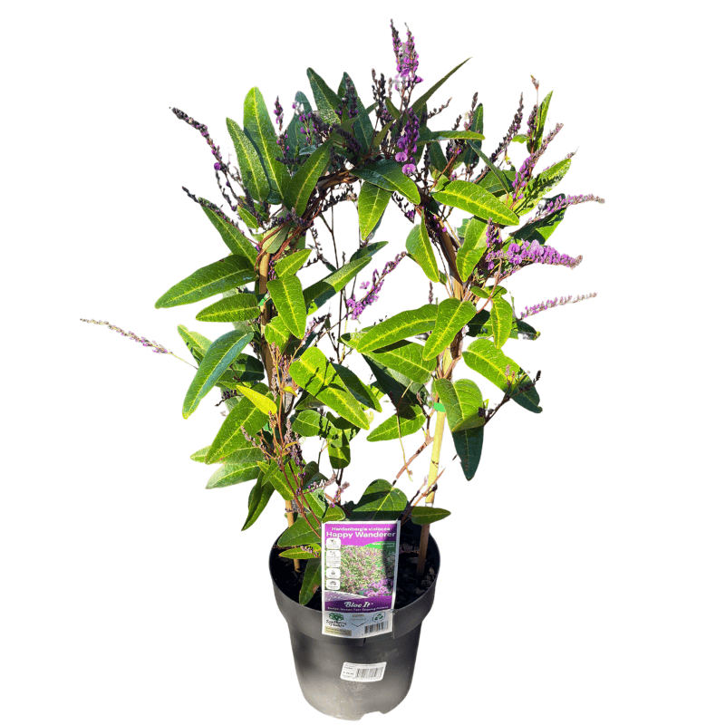 Hardenbergia Happy Wanderer 20cm