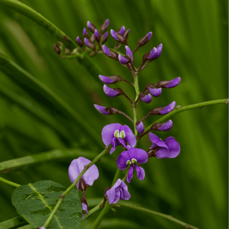 Hardenbergia Happy Wanderer 14cm