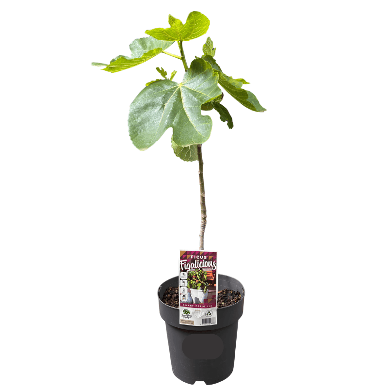 Ficus carica ‘Figalicious’ 20cm