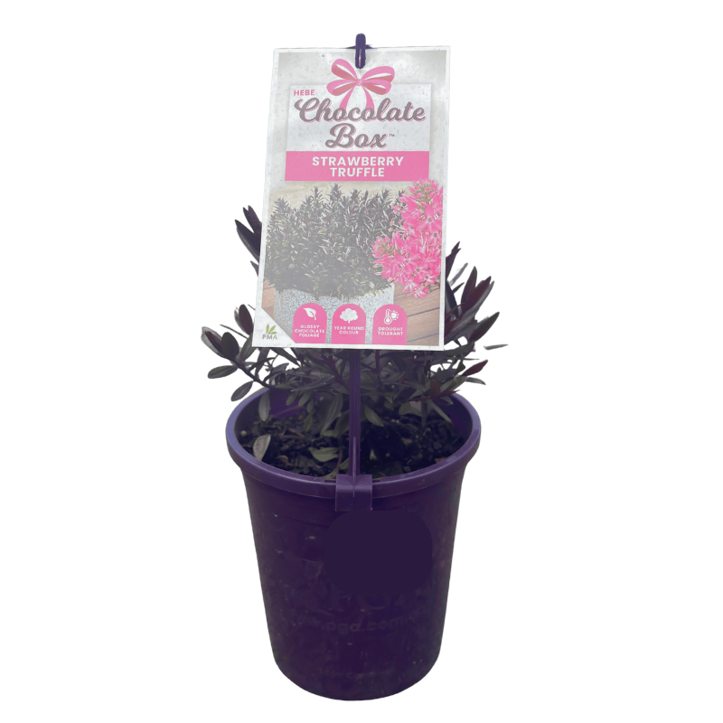 Hebe Chocolate Box Strawberry Truffle 14cm